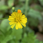 黄鹌菜