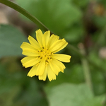 黄鹌菜