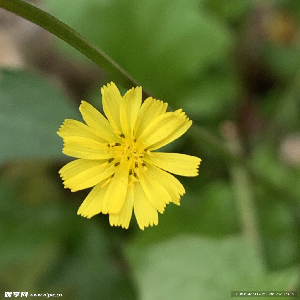 黄鹌菜