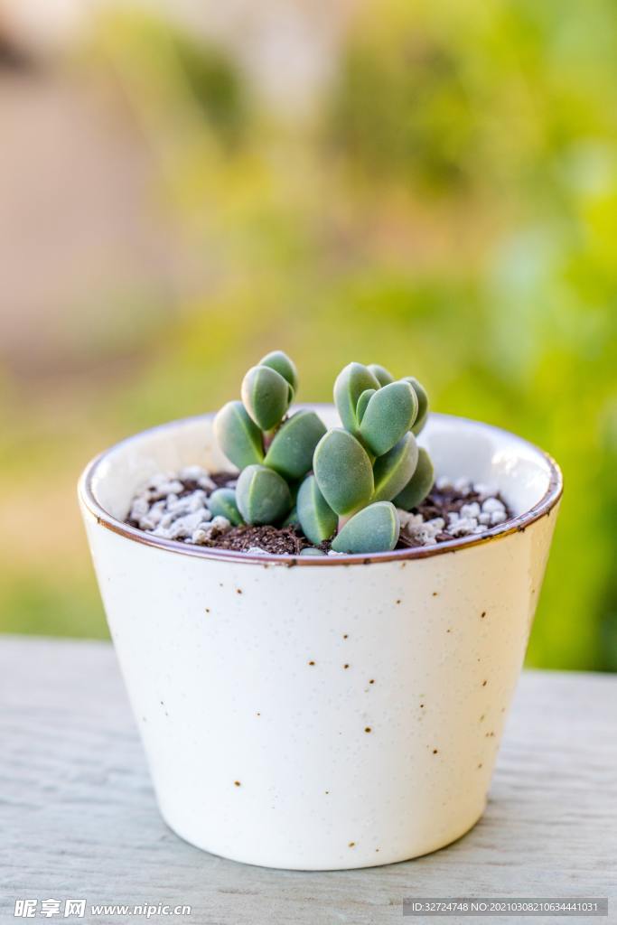植物