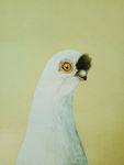 鸽子