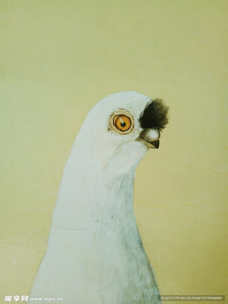 鸽子