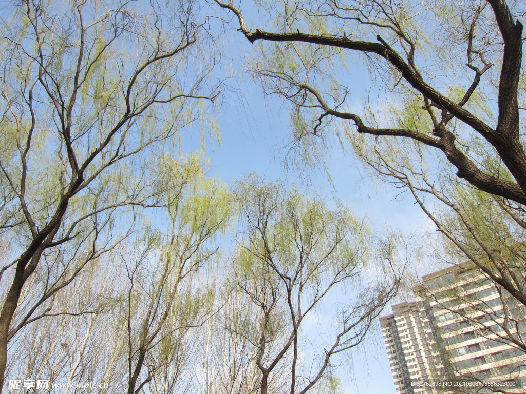 春天柳树