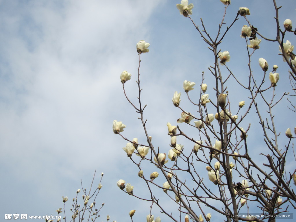 白玉兰花