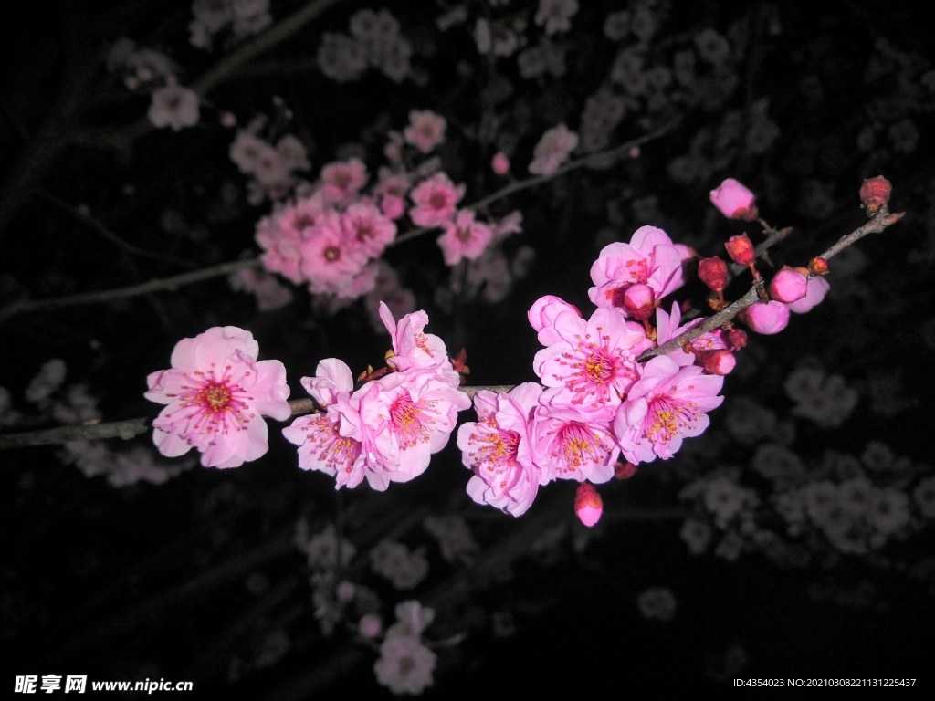 梅花