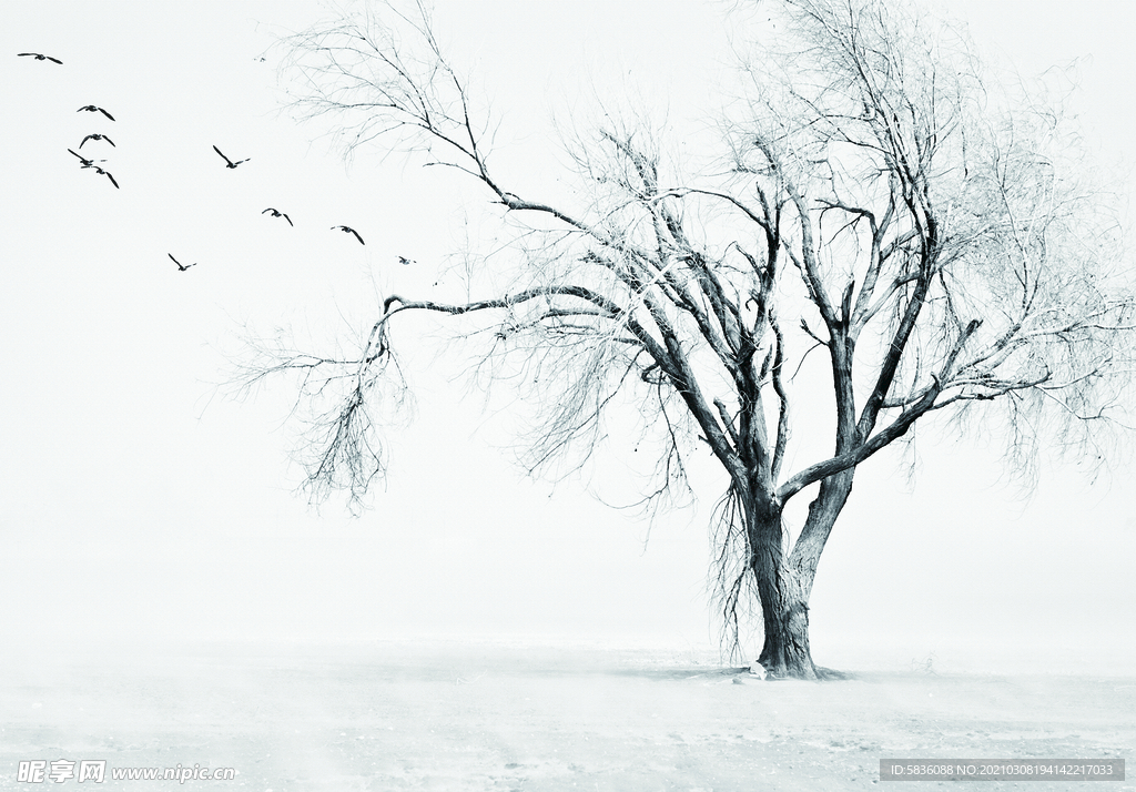 冬天雪地里的光杆树