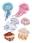 彩色海洋生物