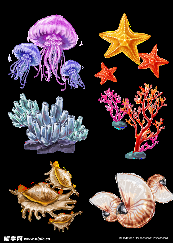 无脊椎生物珊瑚水母海星