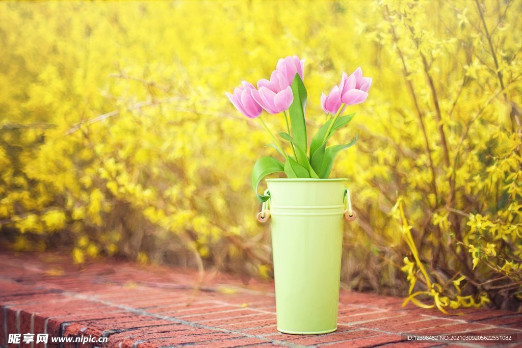 漂亮的郁金香鲜花