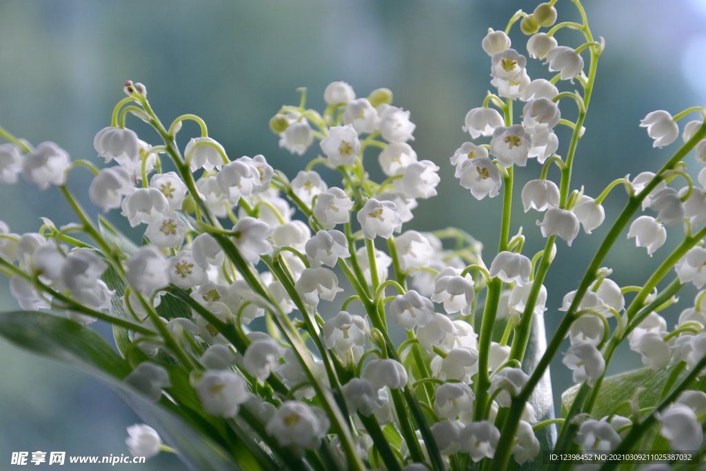 芳香洁白的铃兰花