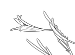 黄花菜