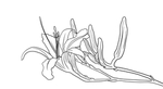 黄花菜