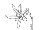 黄花菜