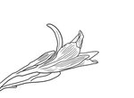 黄花菜