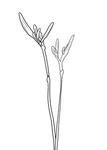 黄花菜