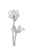 黄花菜
