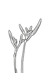 黄花菜