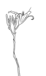 黄花菜