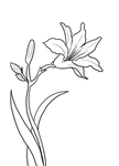 黄花菜