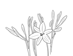 黄花菜
