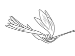 黄花