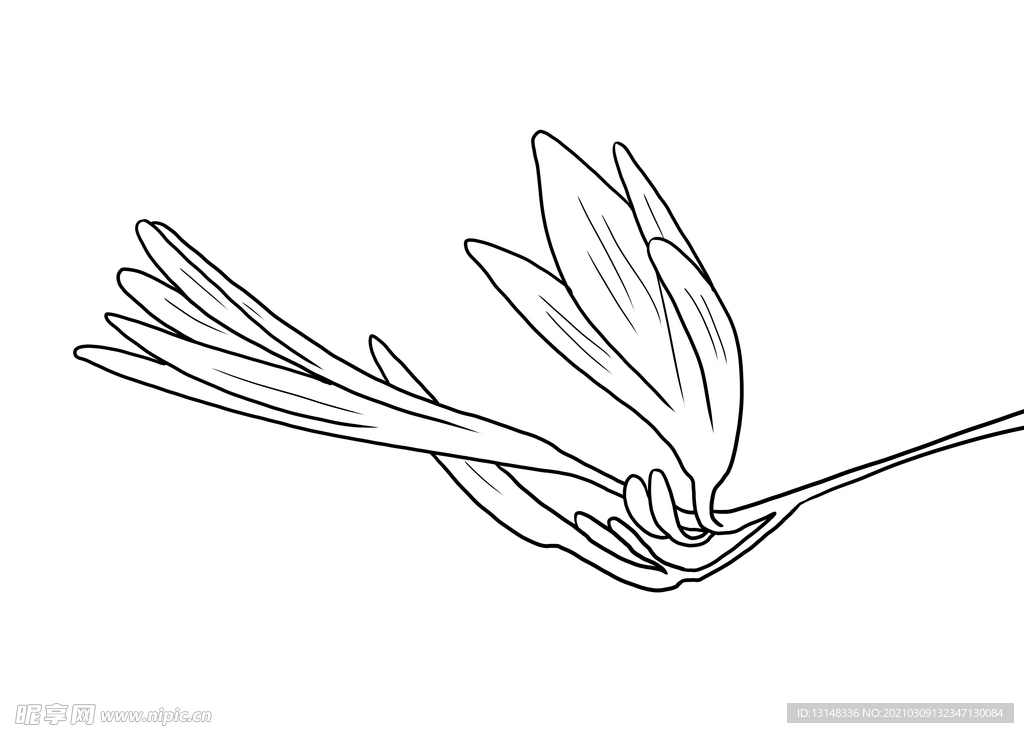 黄花