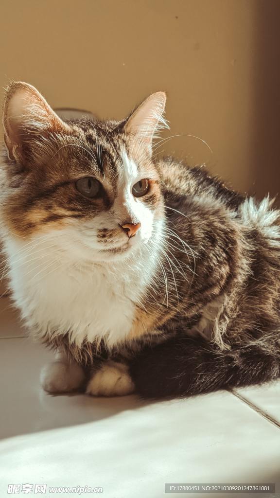 猫