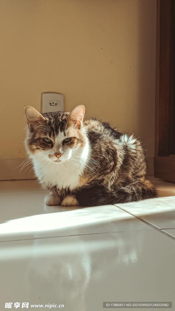 猫