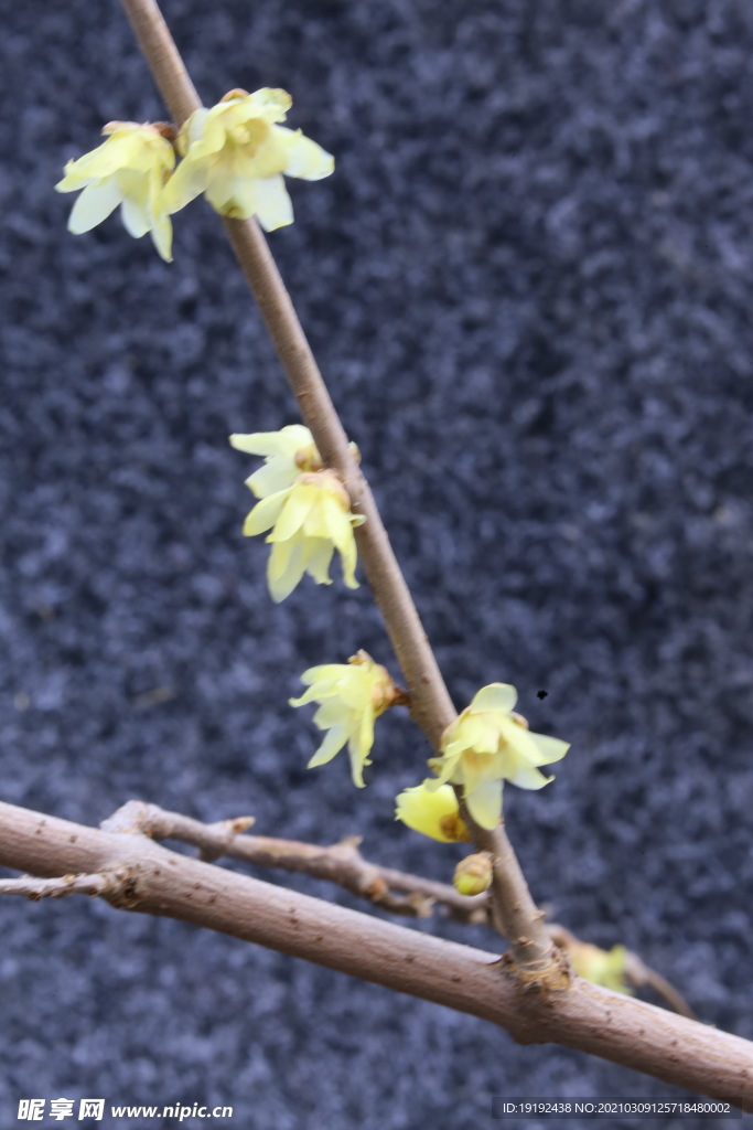 蜡梅花
