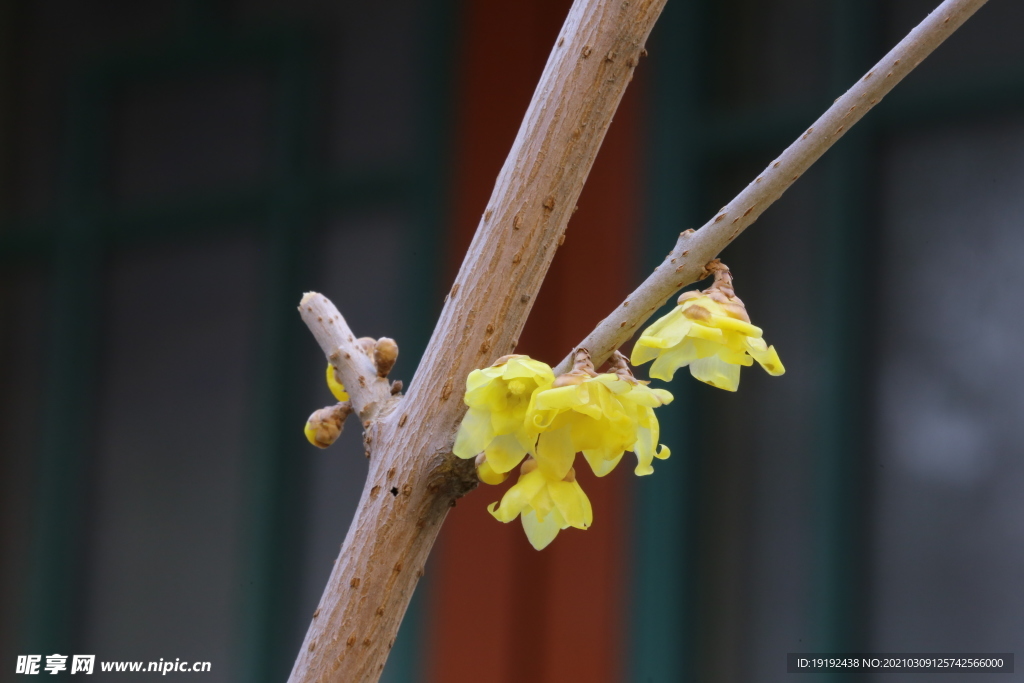 蜡梅花