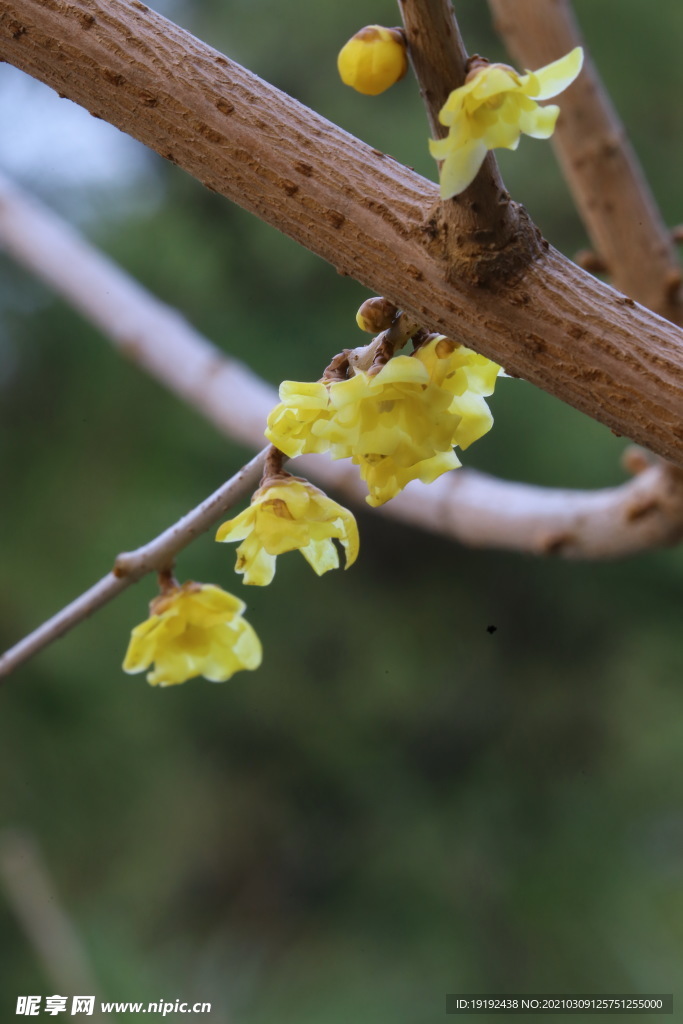 蜡梅花