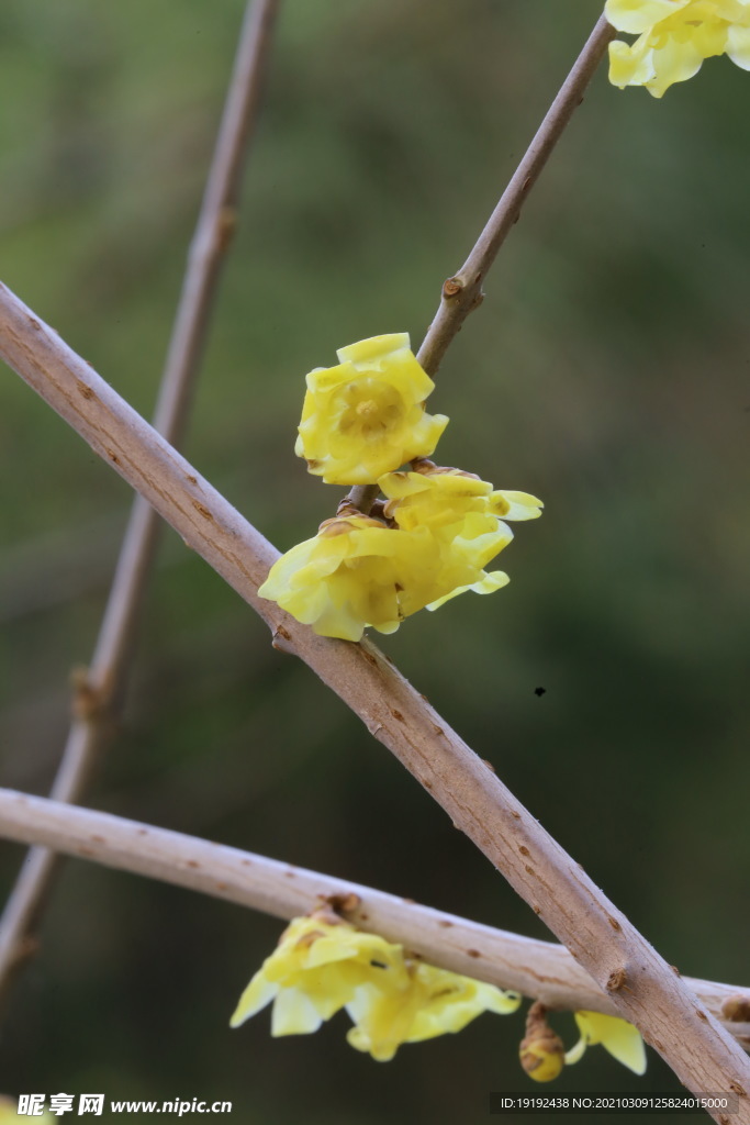 蜡梅花