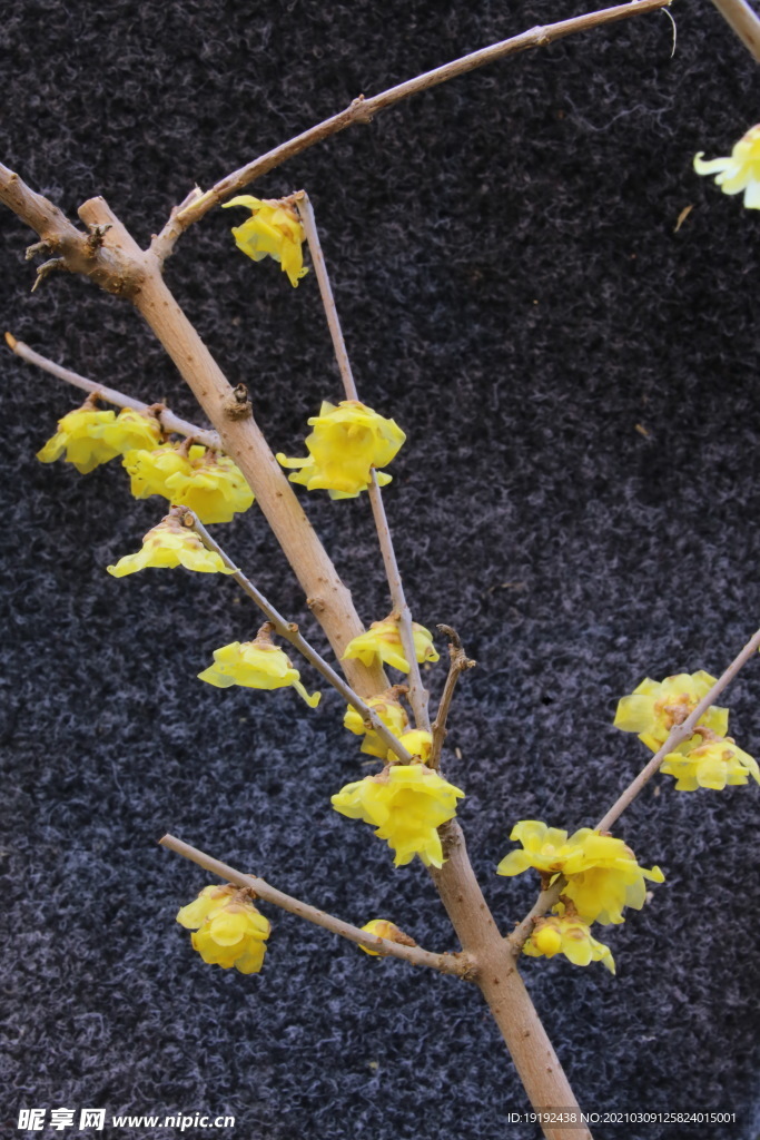 蜡梅花