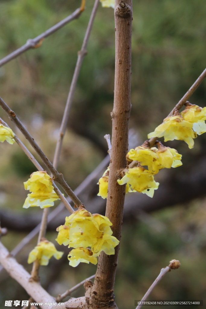 蜡梅花