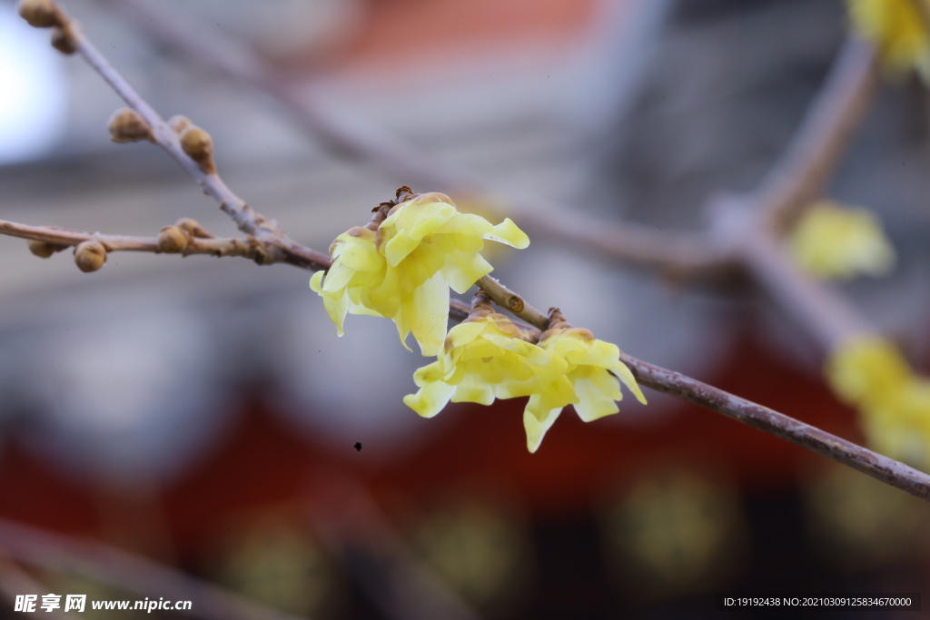 蜡梅花