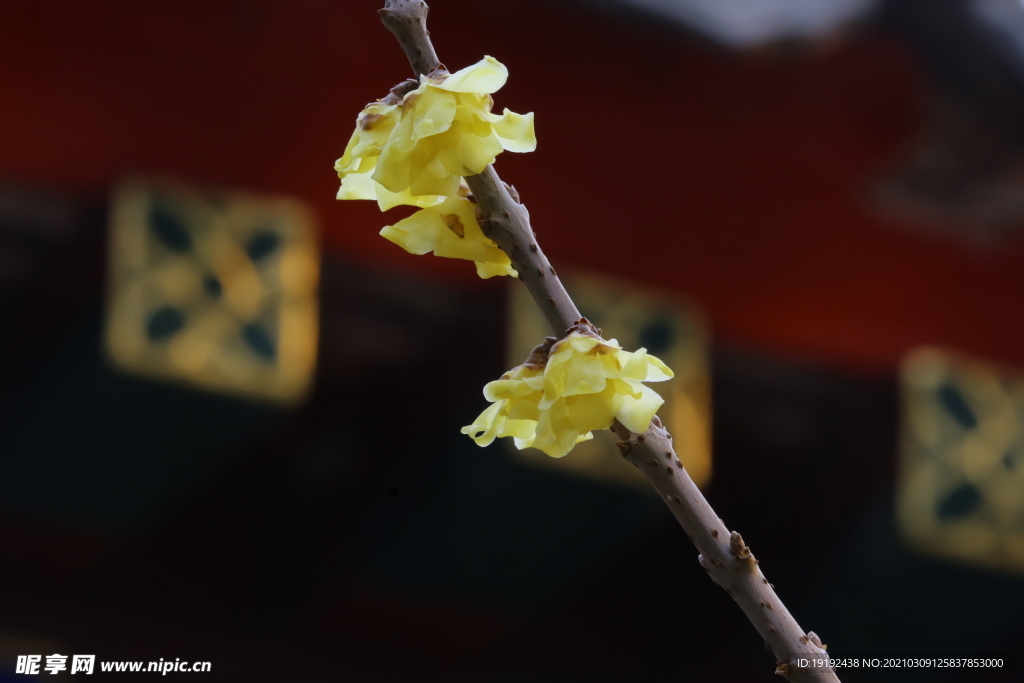 蜡梅花