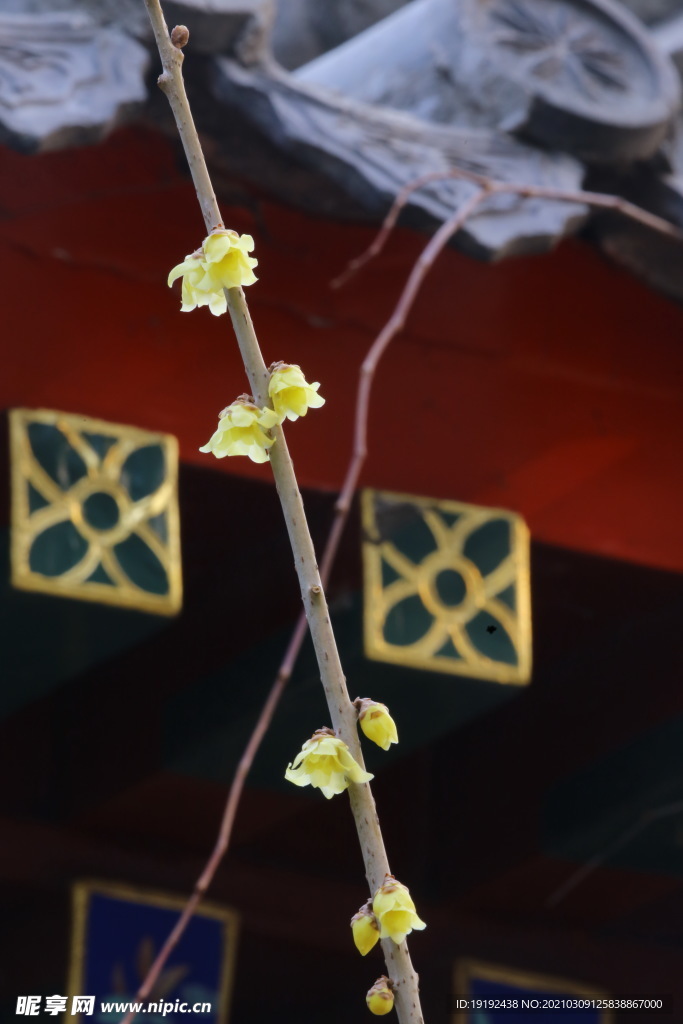 蜡梅花