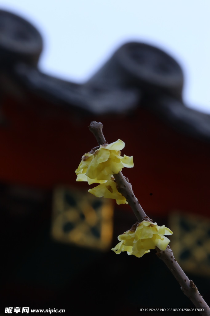 蜡梅花