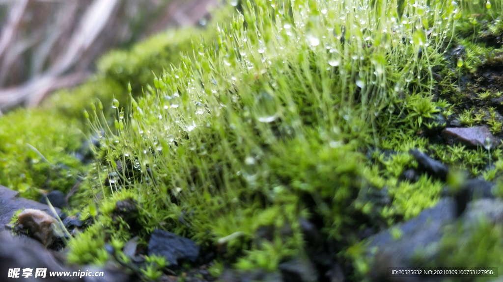 小草露水 沾满露水的小草