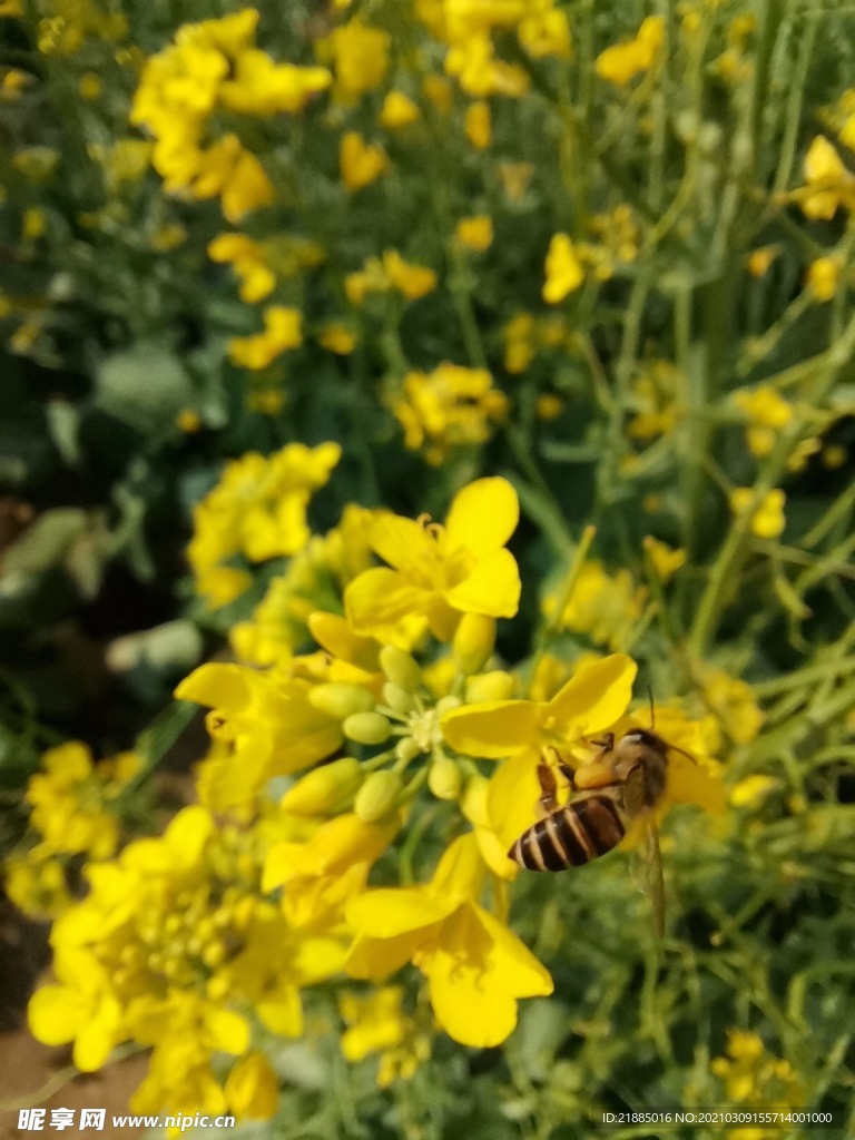 油菜花