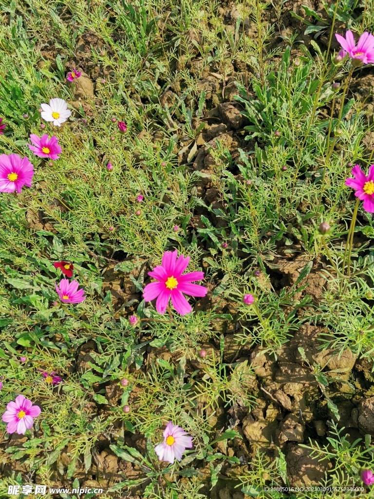 波斯菊