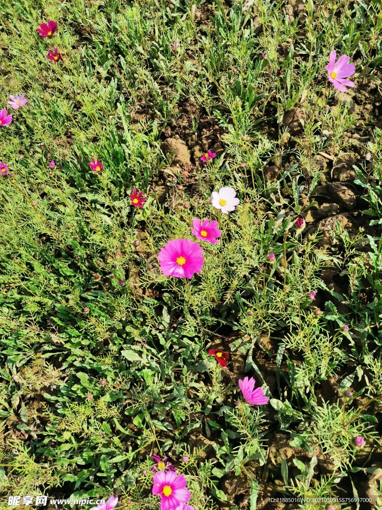 波斯菊