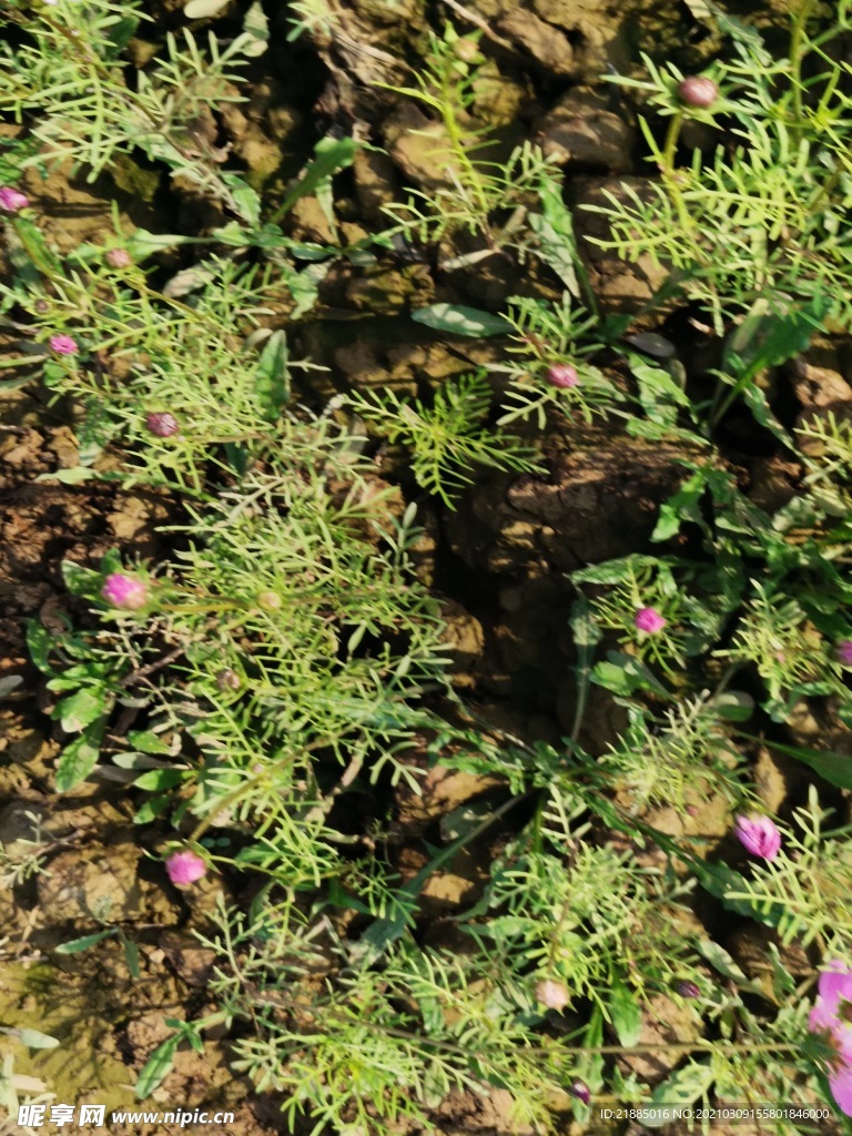 波斯菊