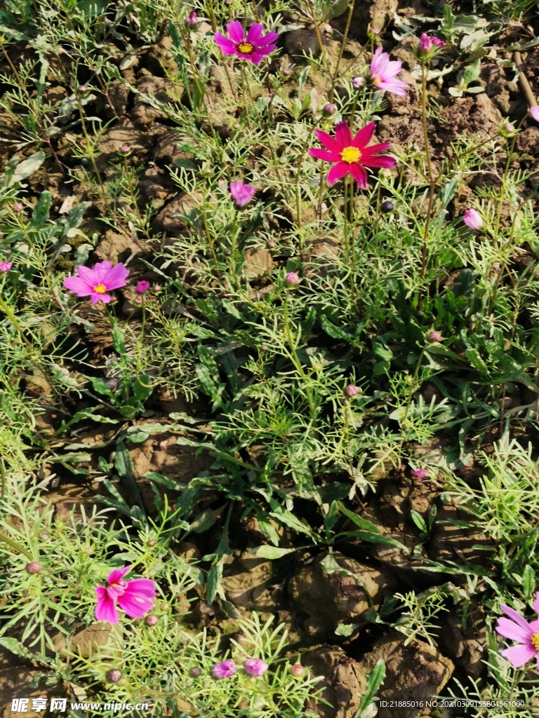 波斯菊