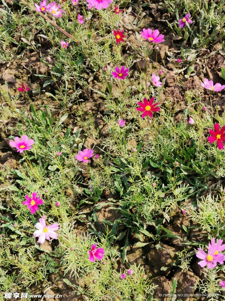 波斯菊