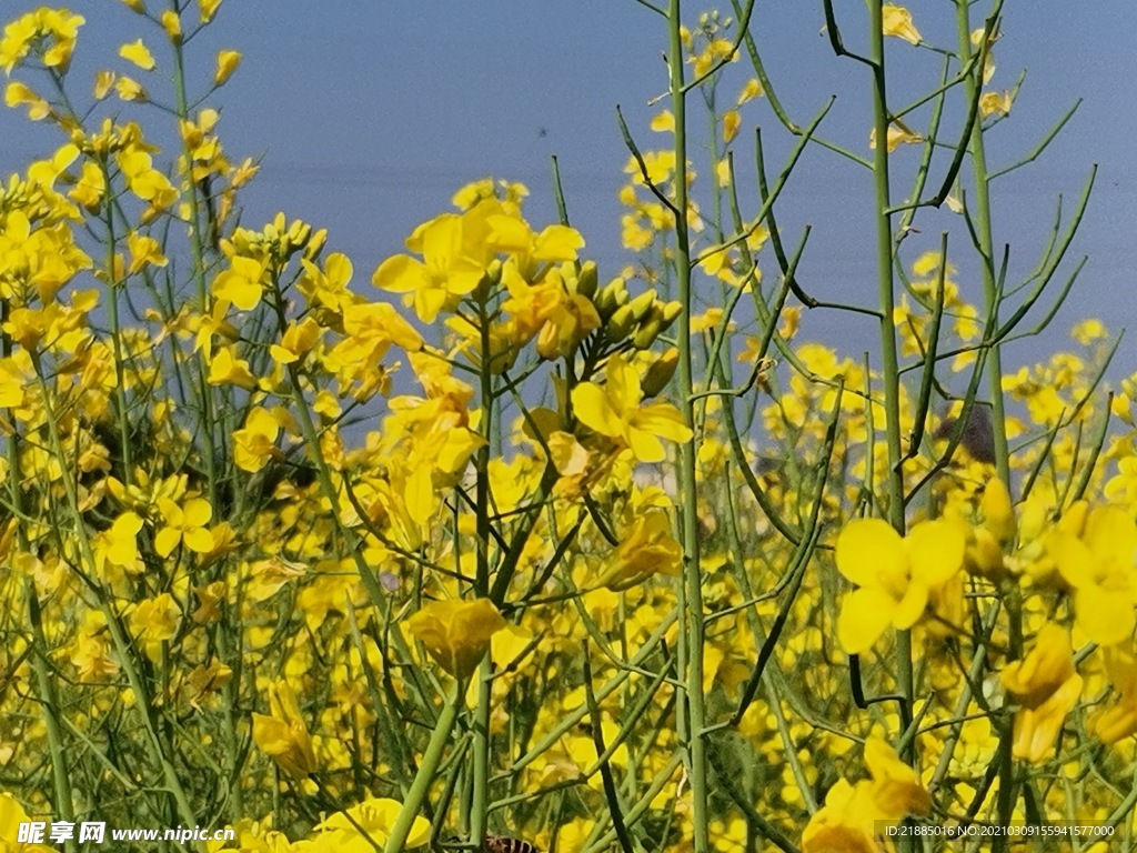 油菜花