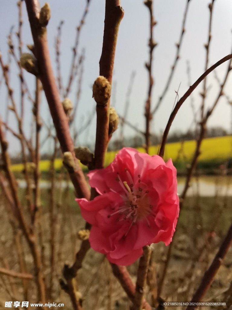 桃花园