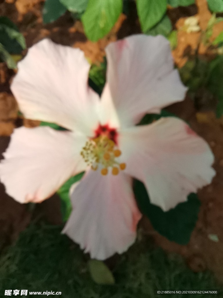 小红花