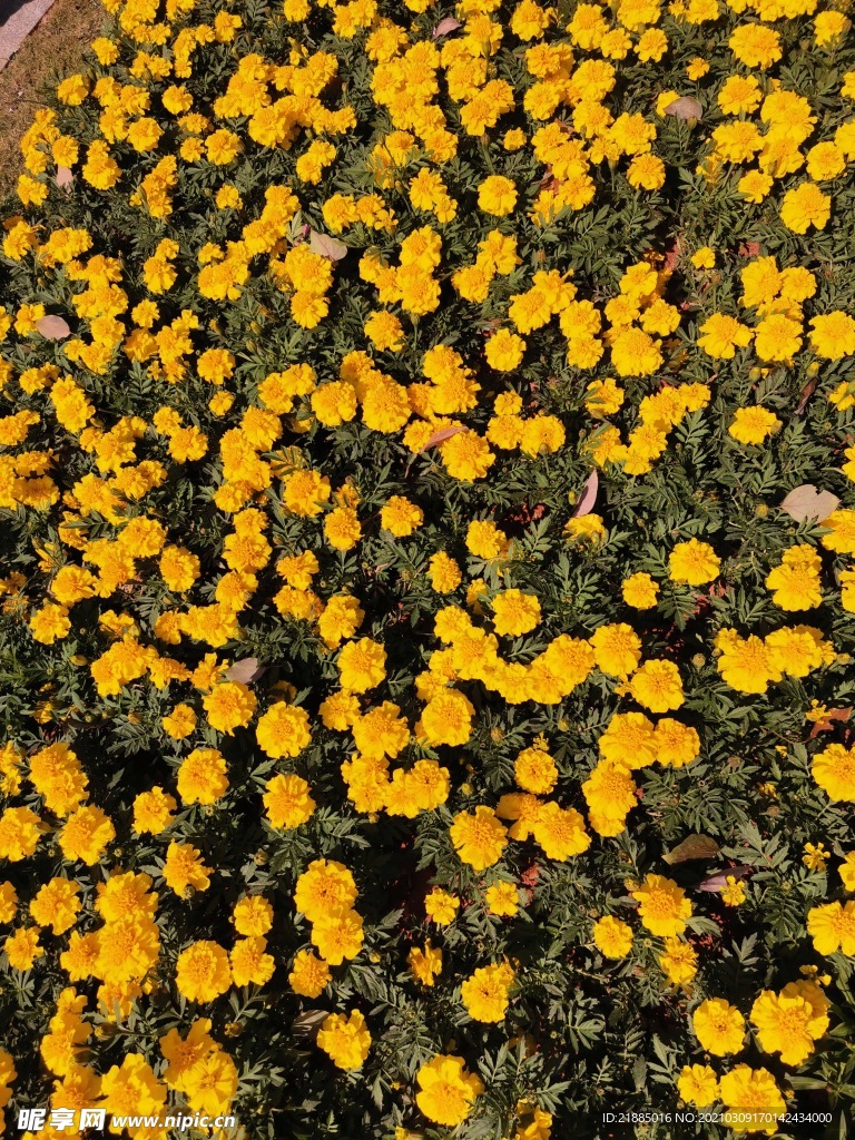 金展菊