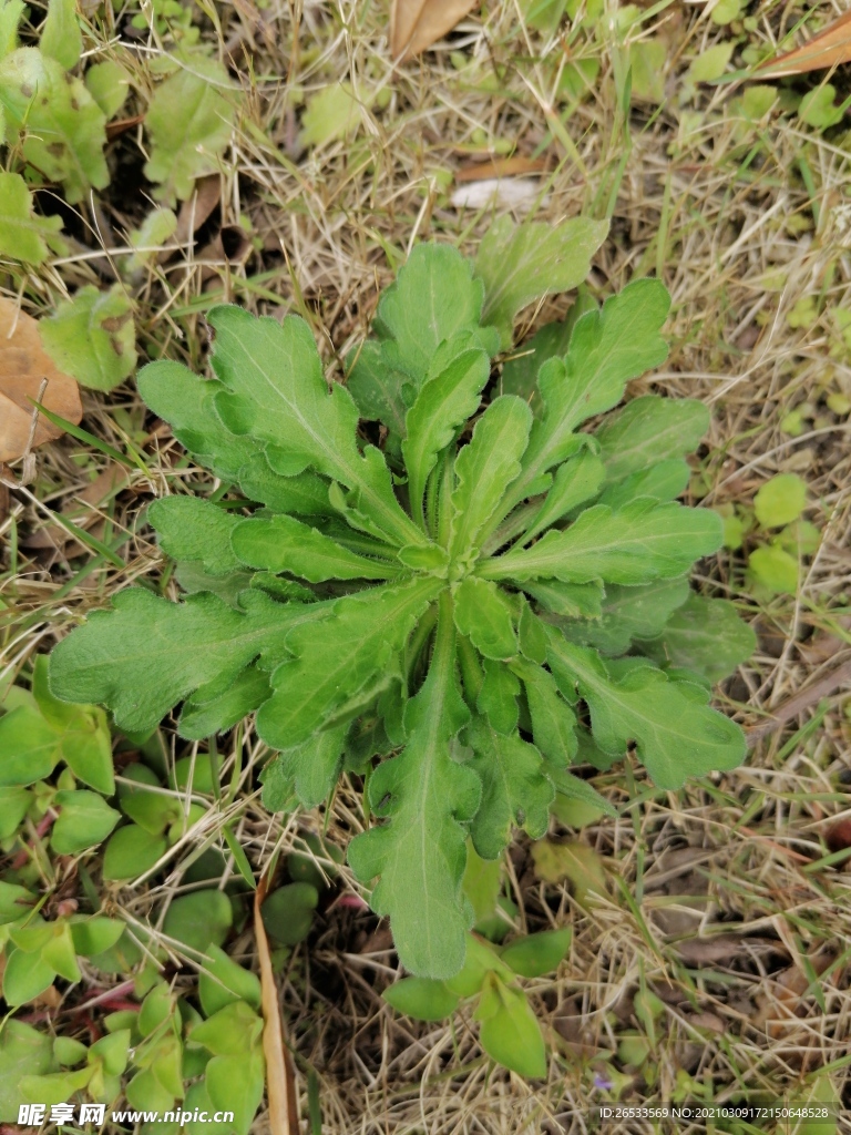 洋蒿 苏门白酒草 野草 绿色